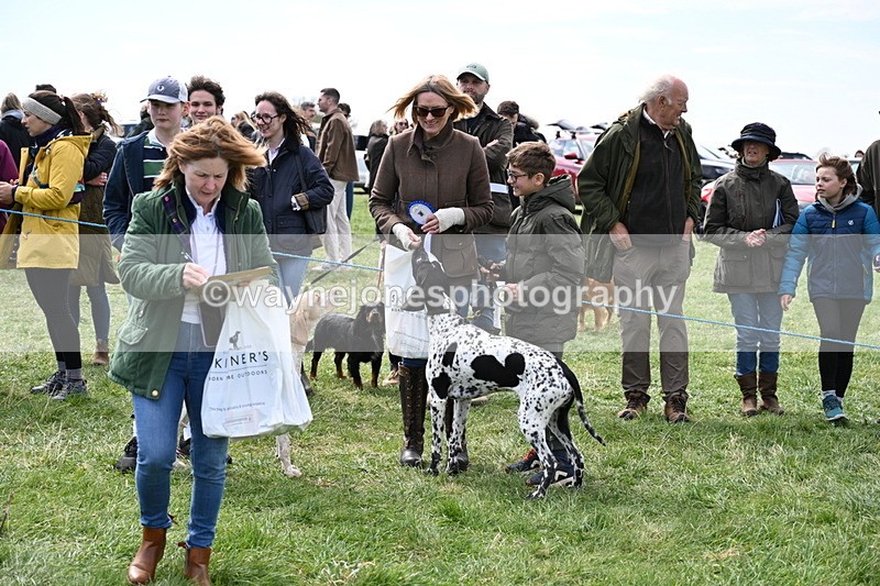 WJ6_9099 - Class 8 Best Working / Gun Dog or Bitch