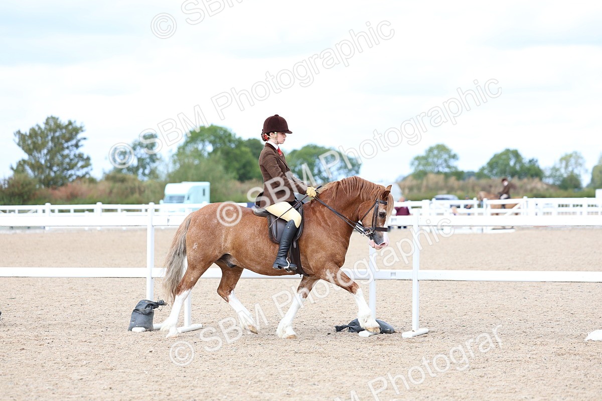 SBM_15763 - Class 314 - Family Horse - Pony