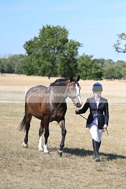 WJ7_1530 - Class 42 Most Handsome Gelding