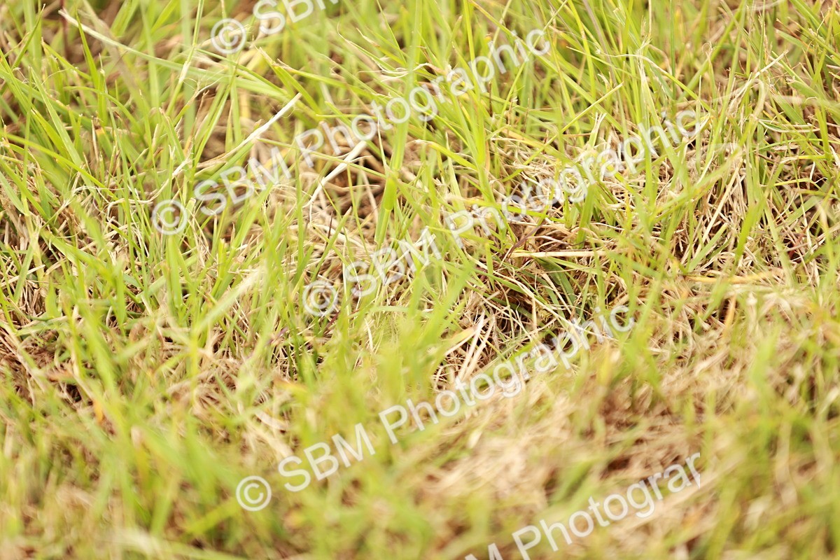 SBM_06251 - Class 39-41 TGCA In Hand and Ridden