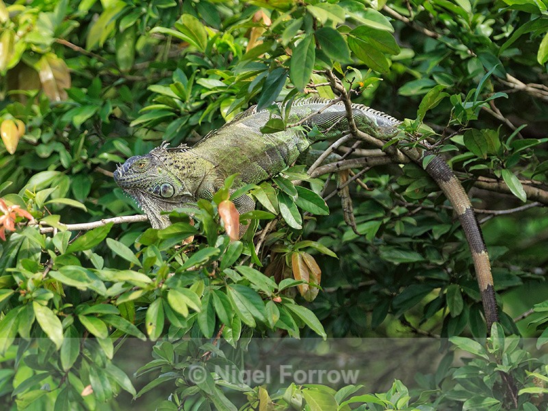 Green Iguana basking on branch, Costa Rica - REPTILES & AMPHIBIANS