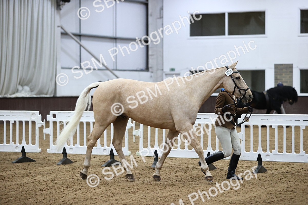 SBM_5235 - Class 39 - In Hand Gelding