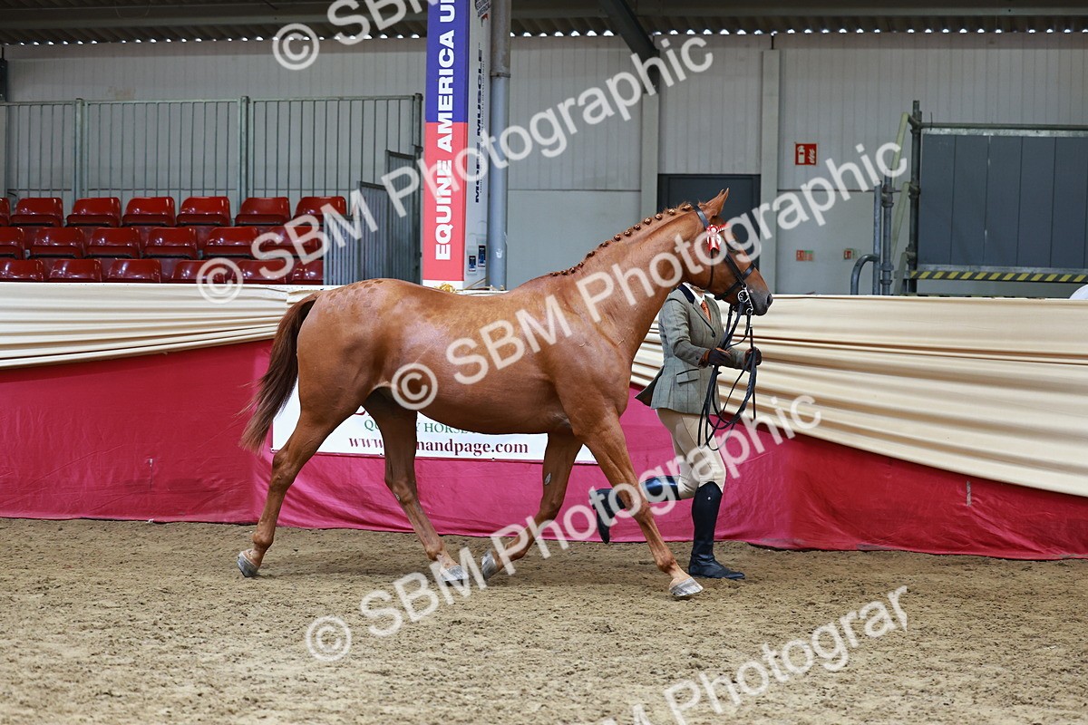 SBM_23167 - Class 903 - Supreme Final - IH Pre Vet