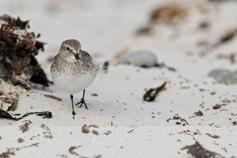 White-rumped Sandpiper front view, Volunteer Point, Falklands - White-rumped Sandpiper