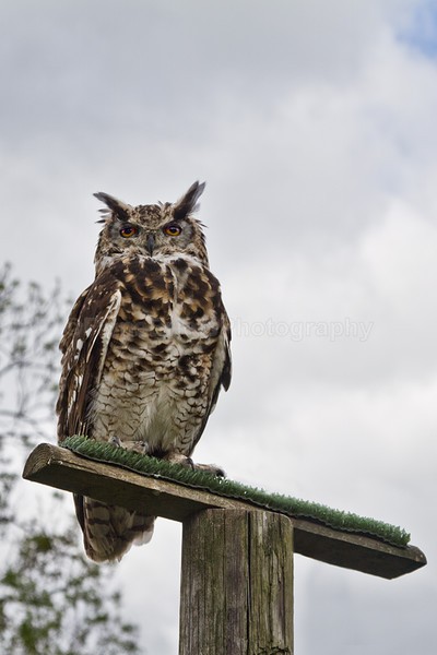 wow photo day-30 - Birds of Prey