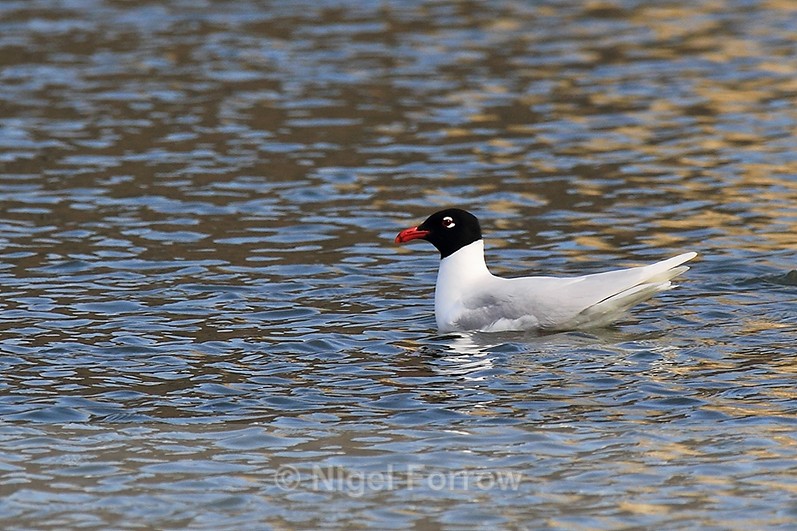 Mediterranean Gull floating on the moat at Leeds Castle - Mediterranean Gull