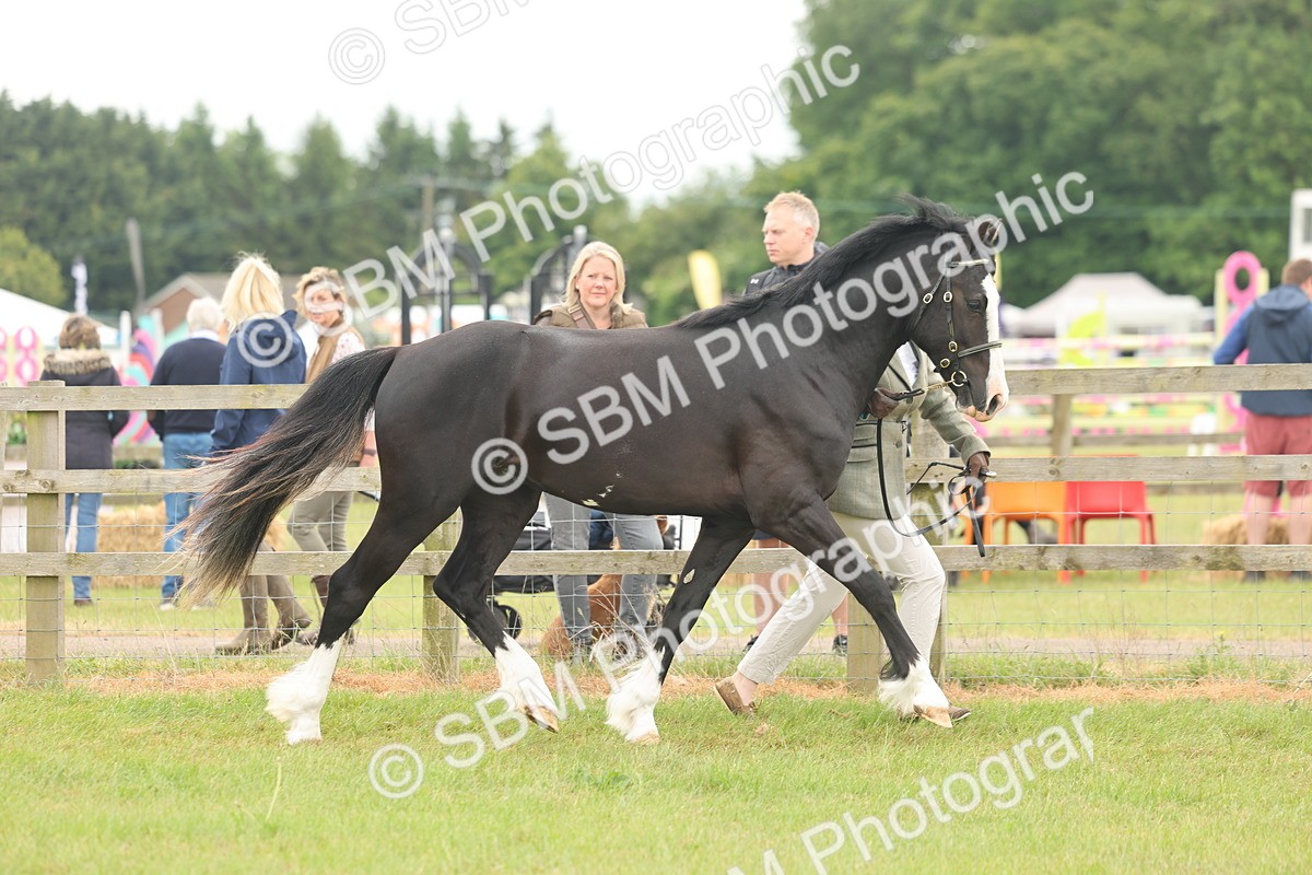 SBM_04807 - Class 50-57 - M&M Welsh Pony In Hand
