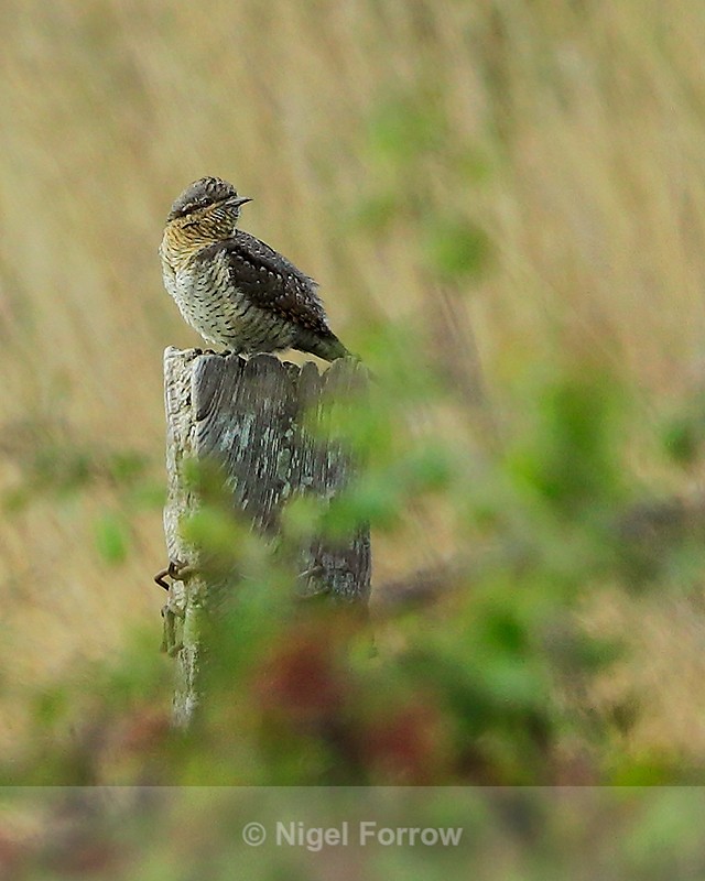Wryneck in the Barn Field at Hengistbury Head - Wryneck