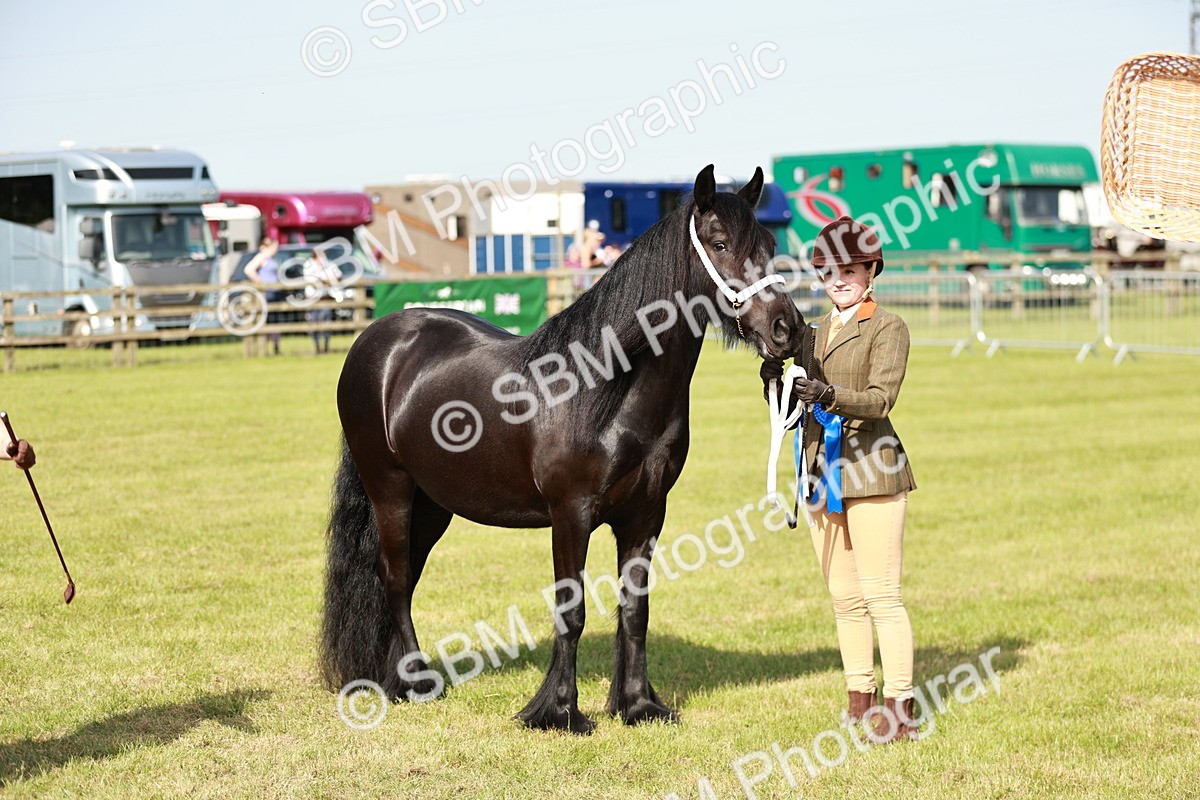 SBM_00915 - Class 14-23 - Mountain & Moorland In Hand Non Welsh
