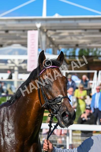 160525-Race 6-Bowmark-7375 - Race 6 4.55pm Darley EBF 'Confined' Novice Stakes