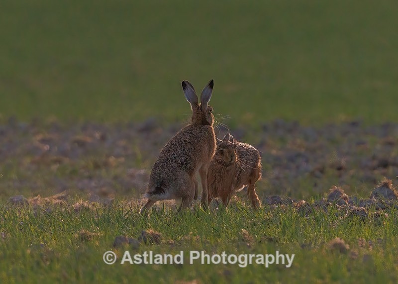 Brown Hares - Latest Images