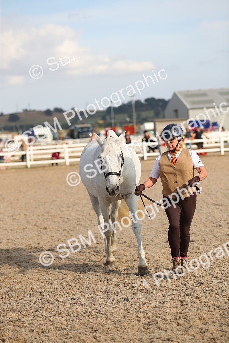 SBM_08654 - Class 28 - IH Veteran Horse