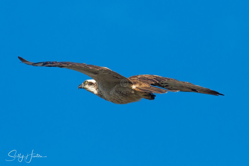 Osprey in Flight 3