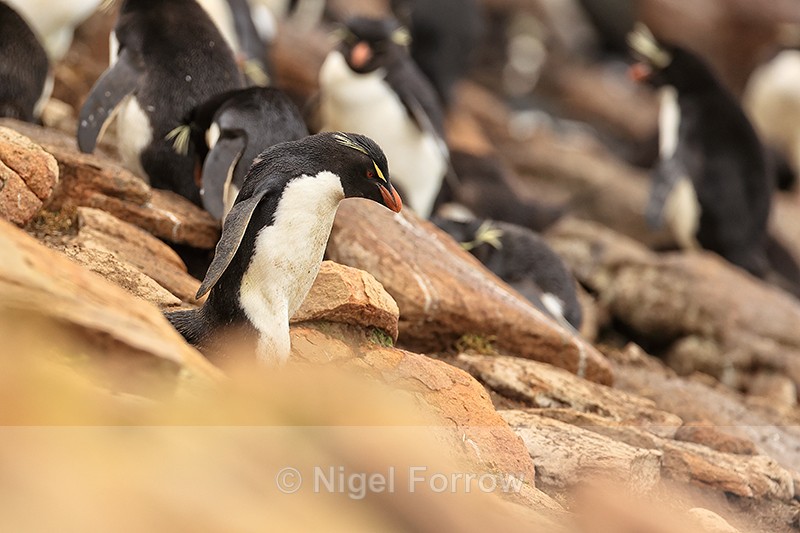 Southern Rockhopper Penguin descends slope, Saunders Island - Rockhopper Penguin