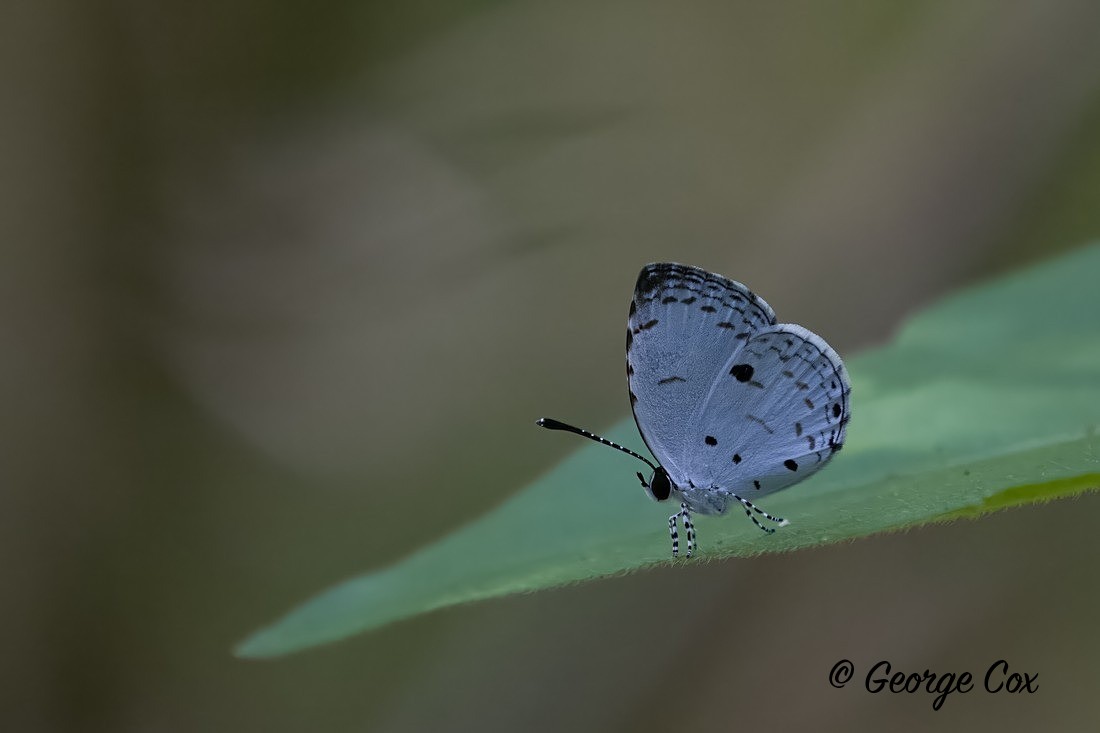 Quaker - Sri Lanka