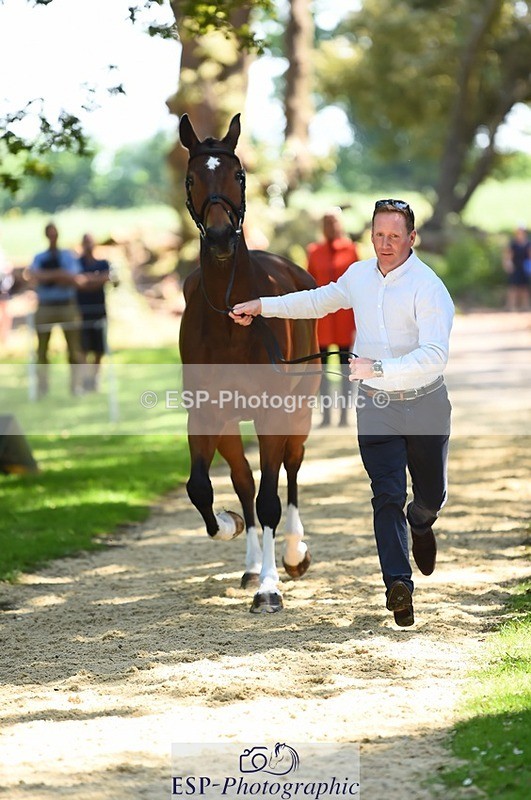 230524-150038-00014 - 375-FINLEY_DU_LOIR-Oliver_Townend-WEDTrotUp+DR