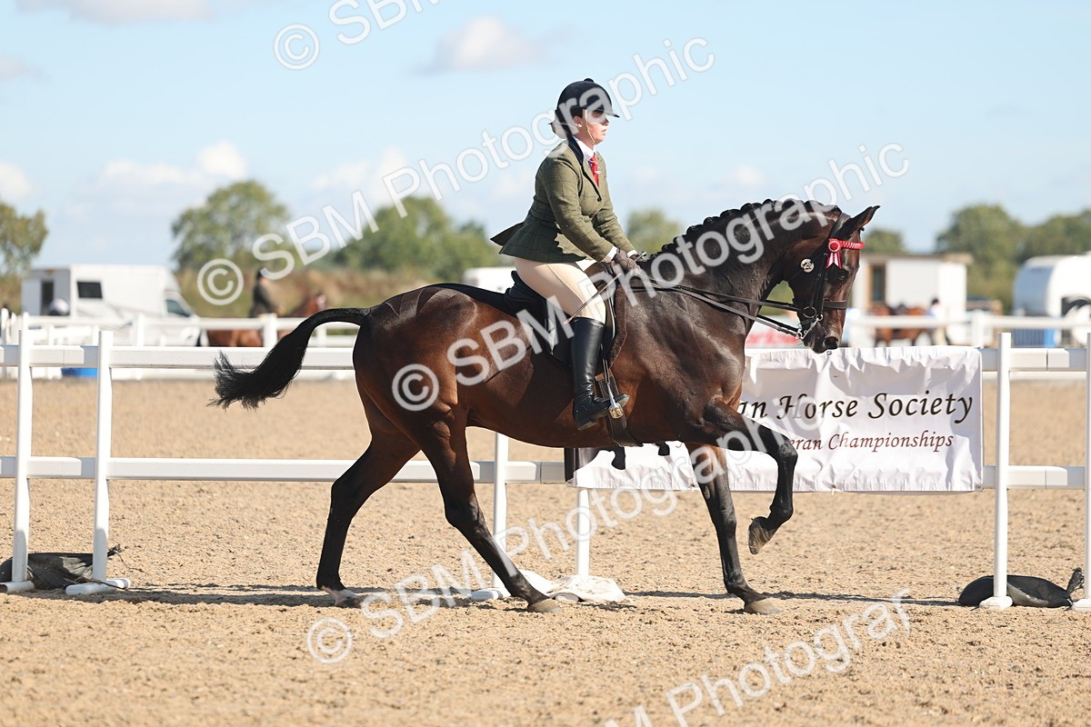 SBM_13024 - Class 305 - Ridden Foreign Breed Pure Bred