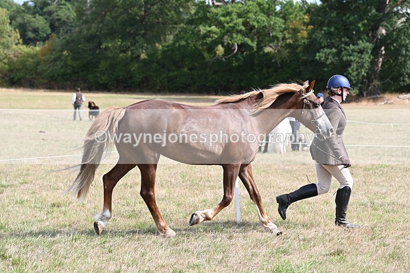 WJ6_6456 - Class 20 In-hand Cob
