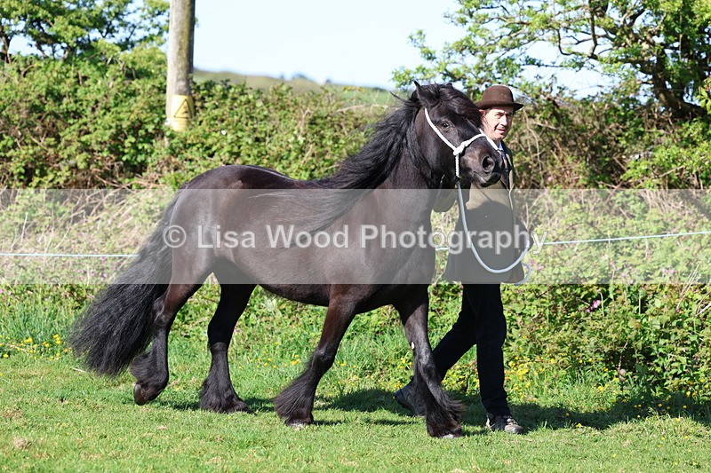 3E7A8522 - Class 13: M & M Large Breeds