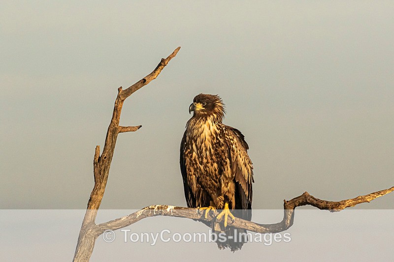 White-tailed Eagle  (juv) - Eagle Hides