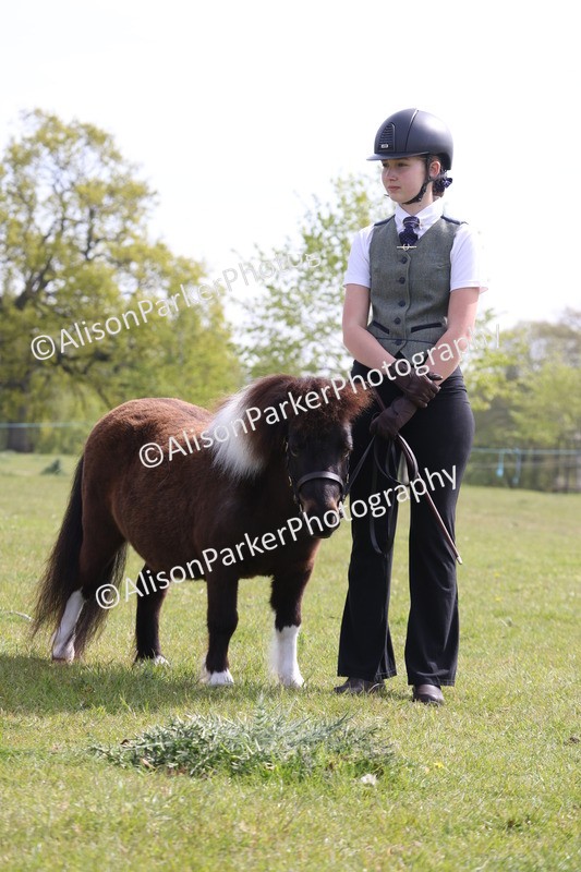 20260426-3158 - Class 26 - Shetland Ponies and Minitures