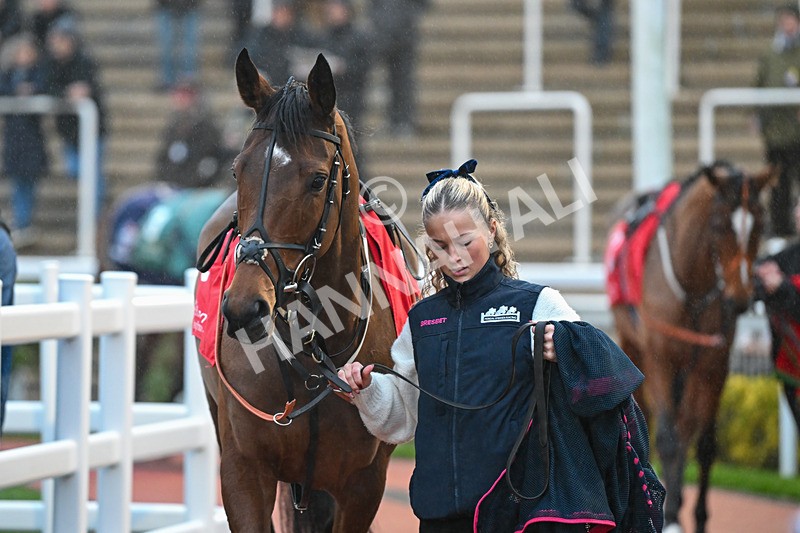 161124-Race 7-Paddock-Siog Geal-1624 - Race 7