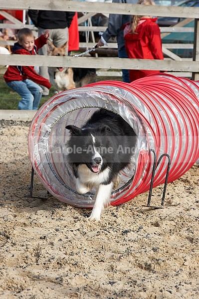  - Greenstead Green Farm Shop Animal Open Day