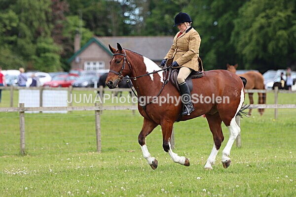 IMG_2853 - Working Hunter