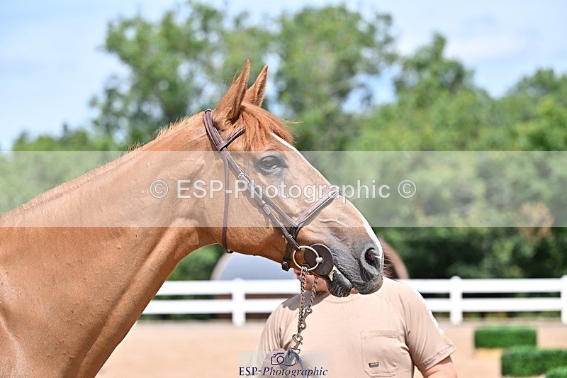 250716-125444-00213 - Trot Up 12.30 to 1.30