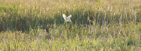 Barn Owl Hunting _ Pan 001 - Panoramas