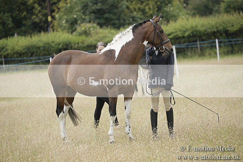 B230619-0395 - Bourne Valley Riding Club Summer Show 23/06/19