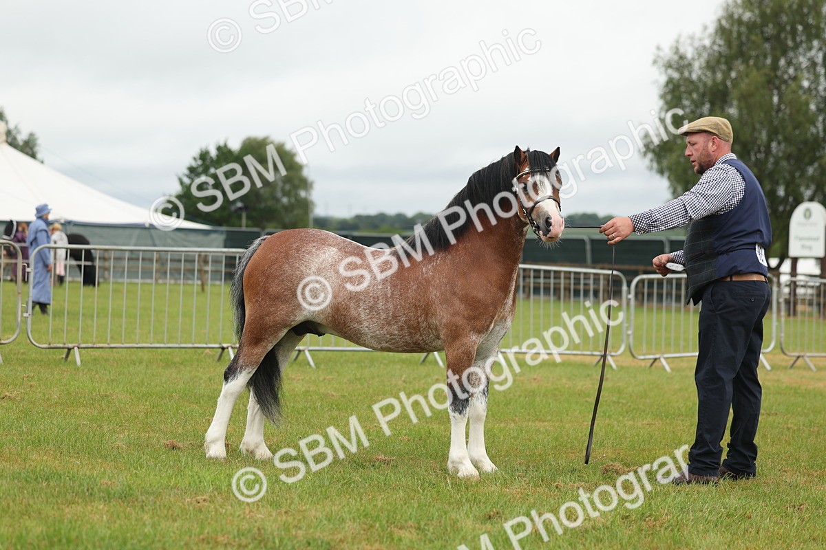 SBM_01407 - Class 50-57 - M&M Welsh Pony In Hand