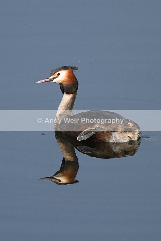 20120324-_MG_9918 - Gt. Crested & Little Grebes