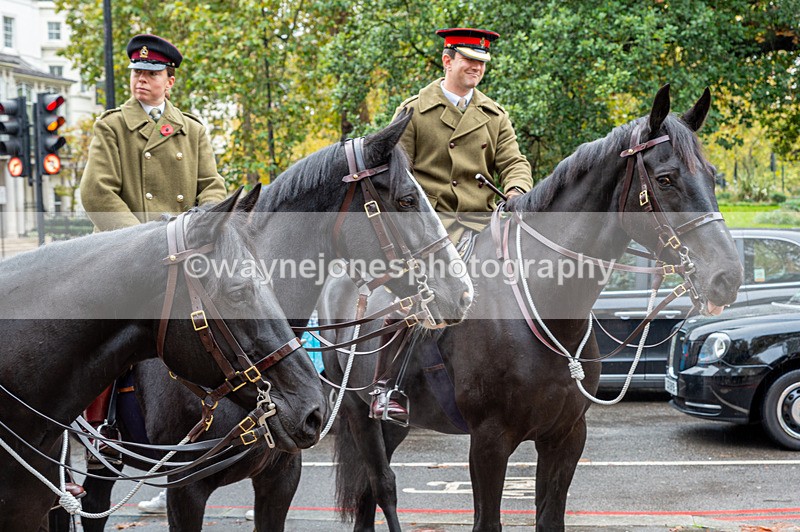 NGP_7072 - Animals In War Memorial - 10-11-23