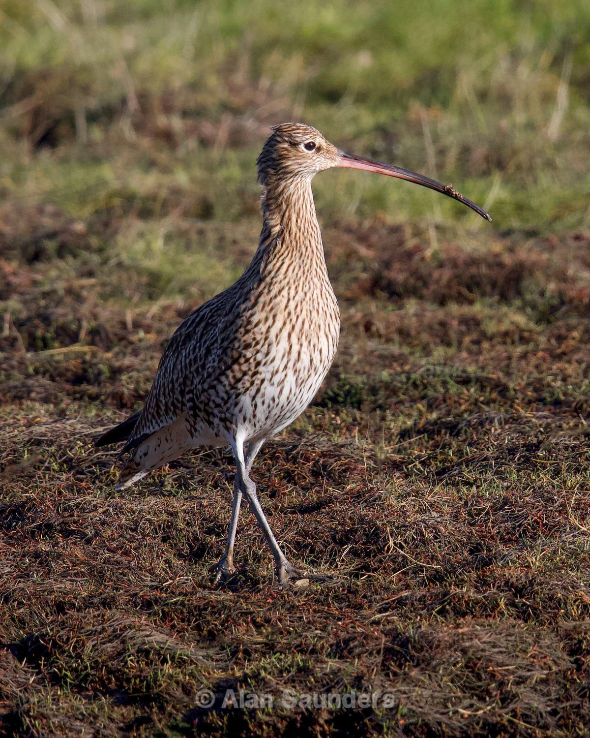 Eurasian Curlew 71