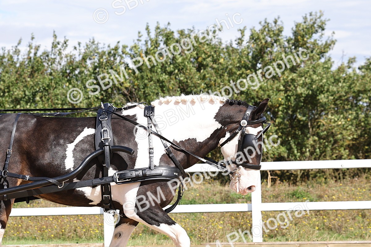 SBM_000878 - Class 8 - Novice Horse or Pony to any vehicle