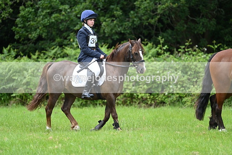 WJ7_3891 - Class 14A Handsome Gelding