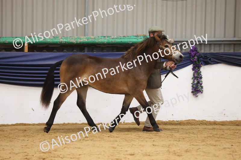 20260913-1276 - Class 113 - Yearling