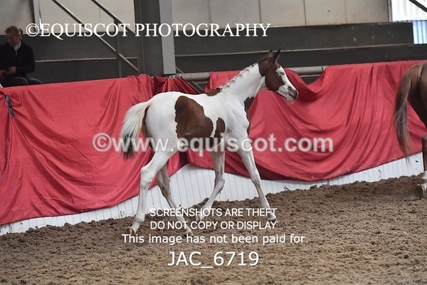 JAC_6719 - 15 Ziggy of Westoak