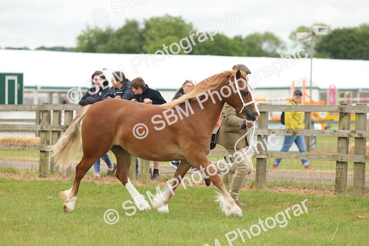 SBM_02368 - Class 50-57 - M&M Welsh Pony In Hand
