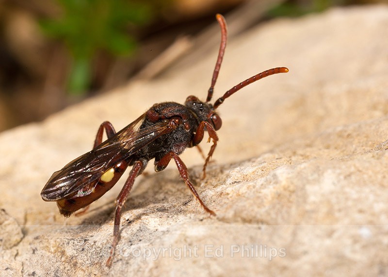 Nomada hirtipes (f) - Nomada hirtipes