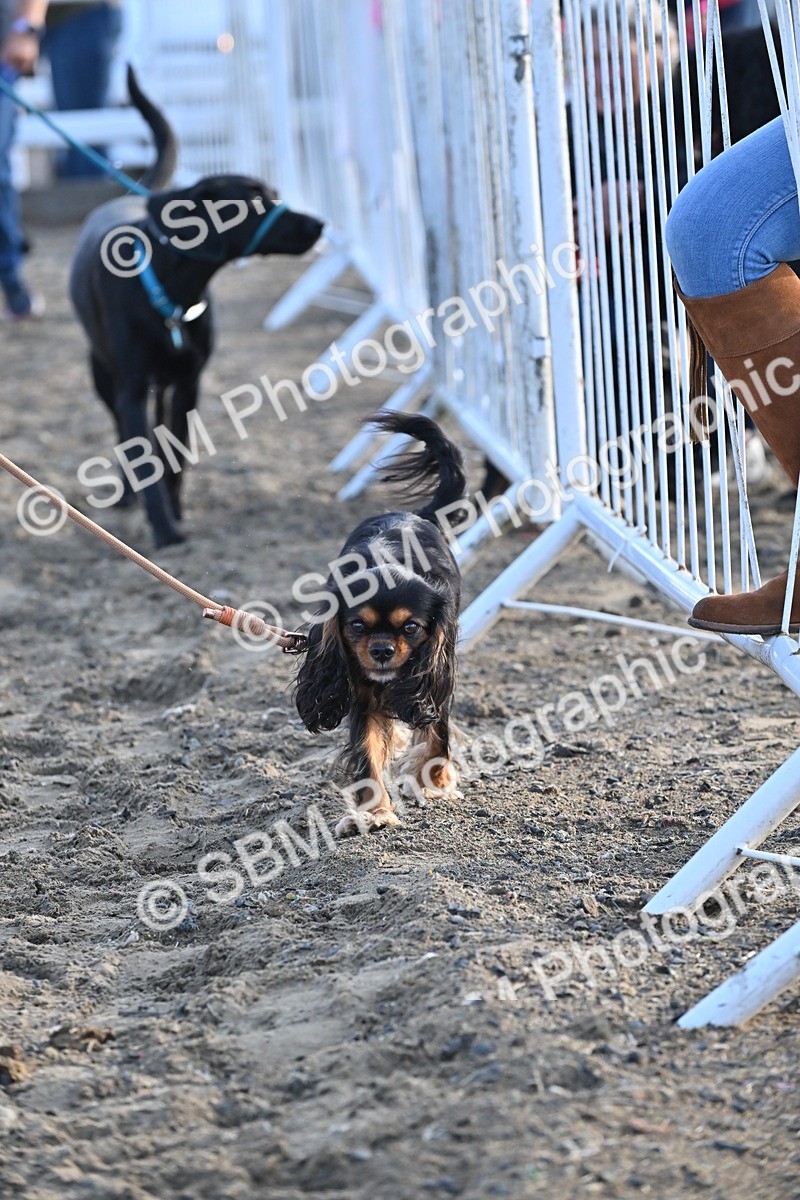 SBM_09429 - Lorry Dogs