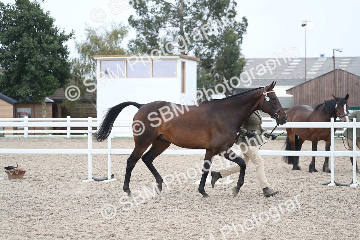 SBM_17888 - Class 317 IH Pure bred Horse/Pony