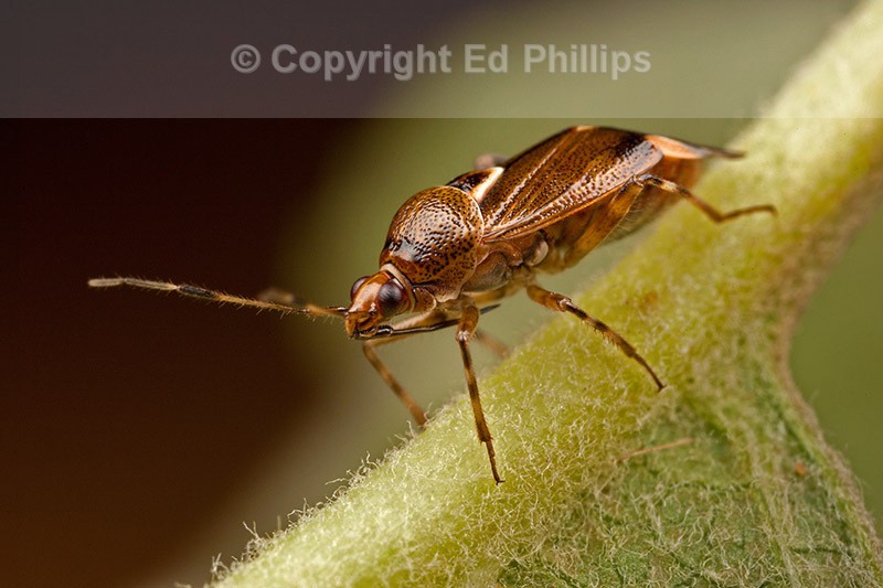 Deraeocoris flavilinea