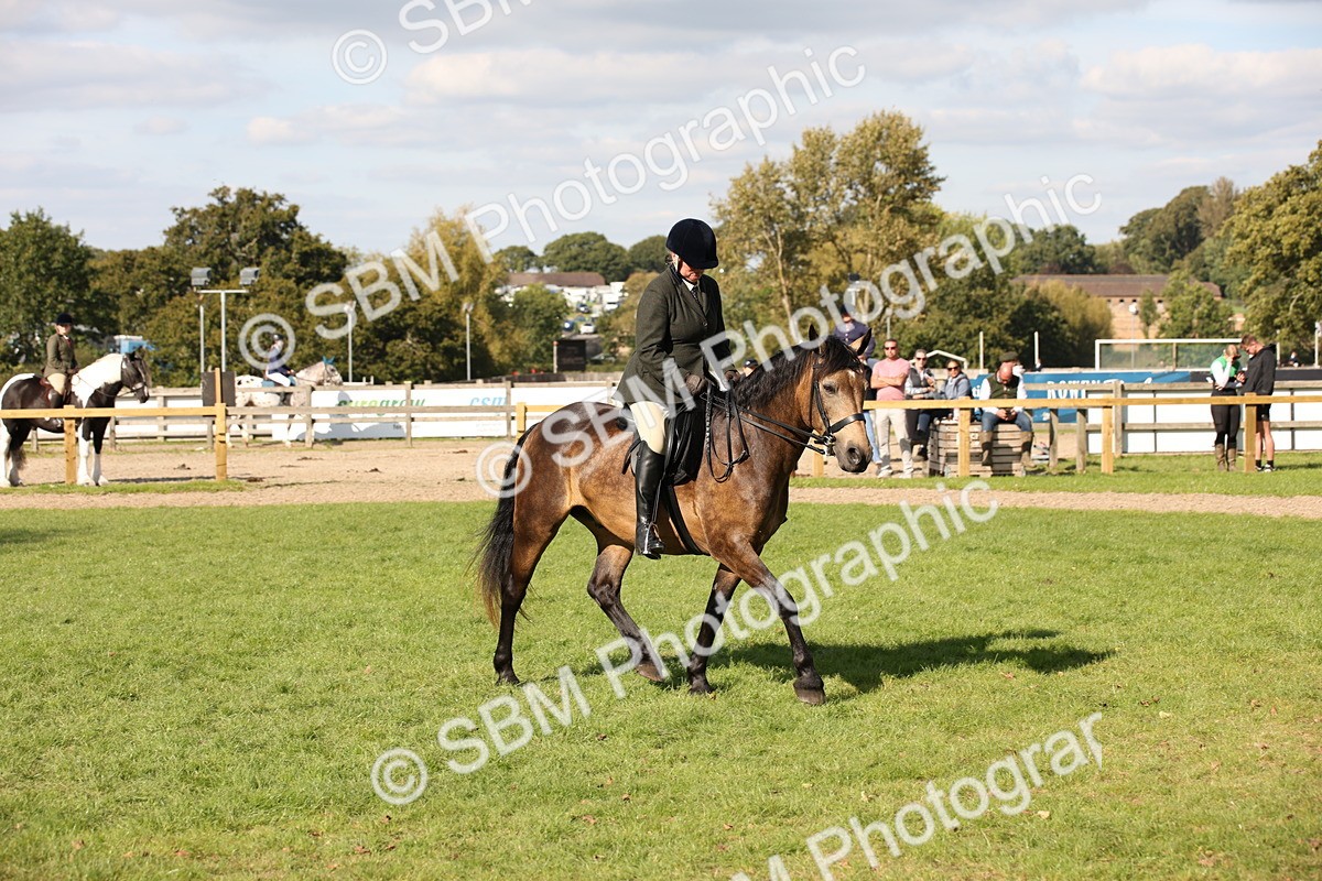 SBM_50079 - S26 - Young Veteran - Ridden