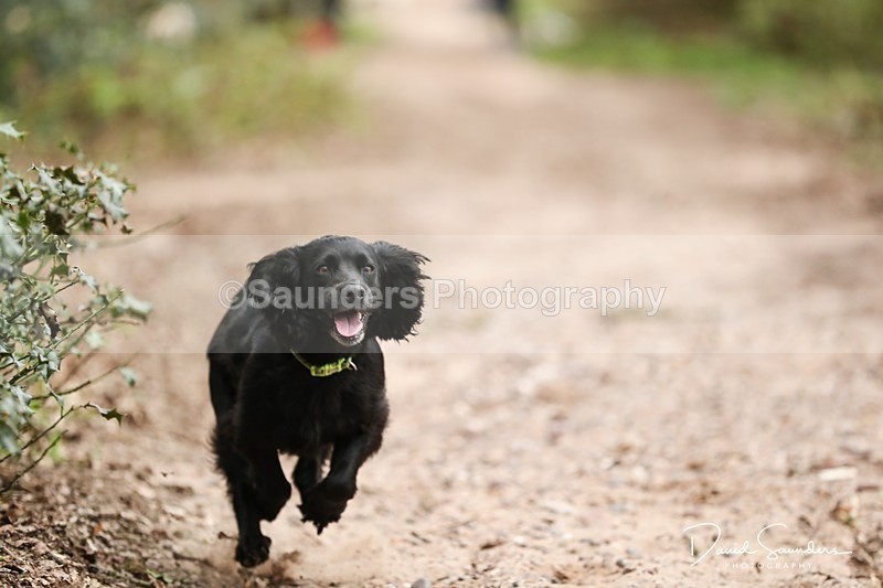 SPXX3923 - Endurance Dogs