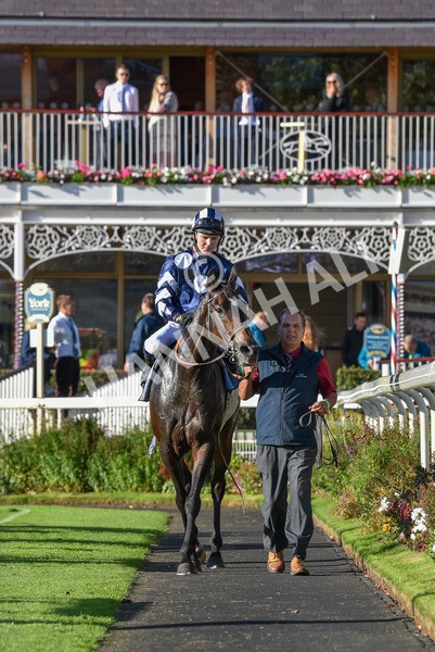 141023-Race 5-Certain Lad-1377 - Race 5 3.35pm Coral Racing Bet Bundles Handicap
