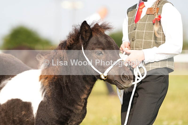 DSC04449 - Classes 44 & 45: NPS M&M Brood Mare and Foal