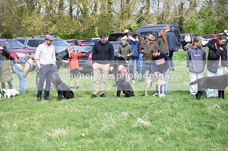 WJ6_8702 - Class 8 Best Working / Gun Dog or Bitch