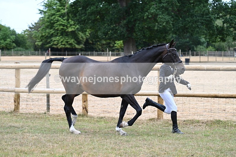 WJ7_9001 - Class 4a Prettiest Mare 14.2hh and over